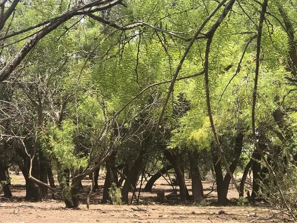 a view of a yard with a tree