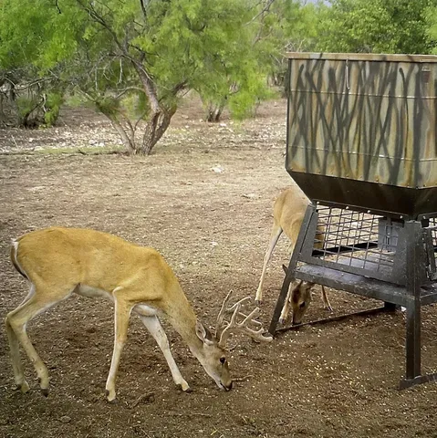 a view of a backyard with large trees