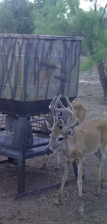 a view of a yard with iron fence