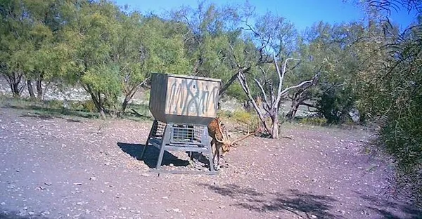 a view of a backyard with large trees