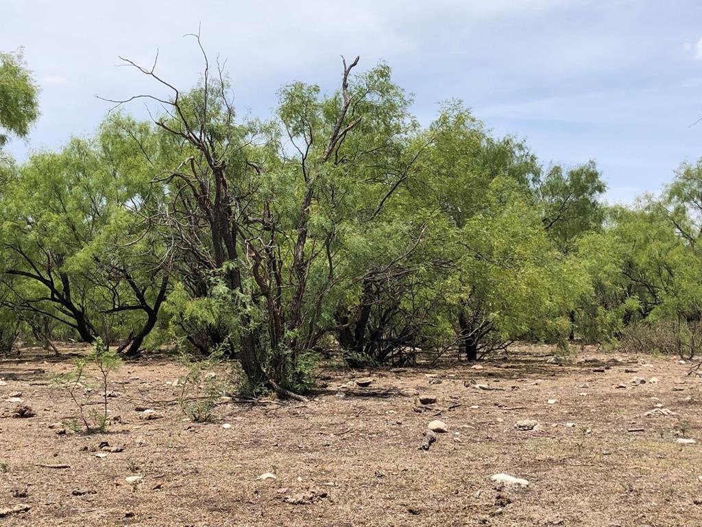 587 Valley Road Christoval, TX 76935 - Photo 5 of 36 a view of a yard with plants and trees