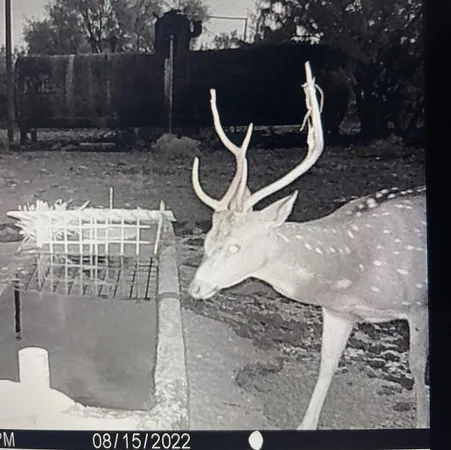 a view of a dry yard with trees in the background
