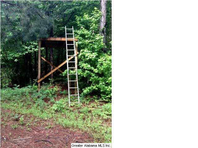 1416 Chandler Mountain Road Steele, AL 35987 - Photo 17 of 25