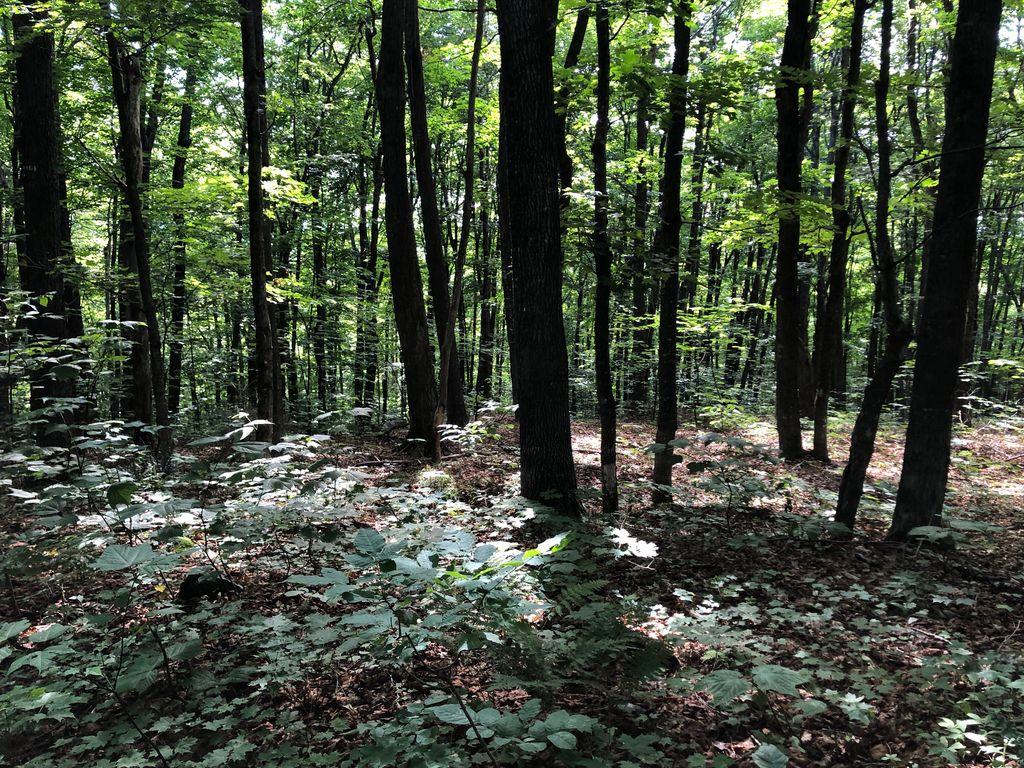 Tbd Avon Corner Road Avon, ME 04966 - Photo 10 of 19 IMG_0758_result