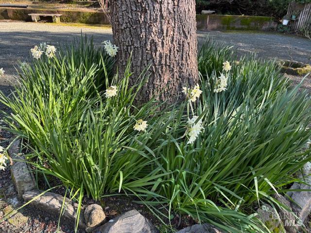3680 Calistoga Road Santa Rosa, CA 95404 - Photo 21 of 32 a view of a garden with plants