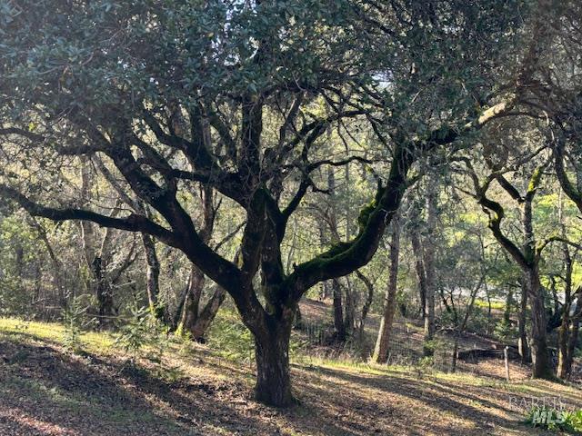 3680 Calistoga Road Santa Rosa, CA 95404 - Photo 32 of 32 a view of a yard with a large tree