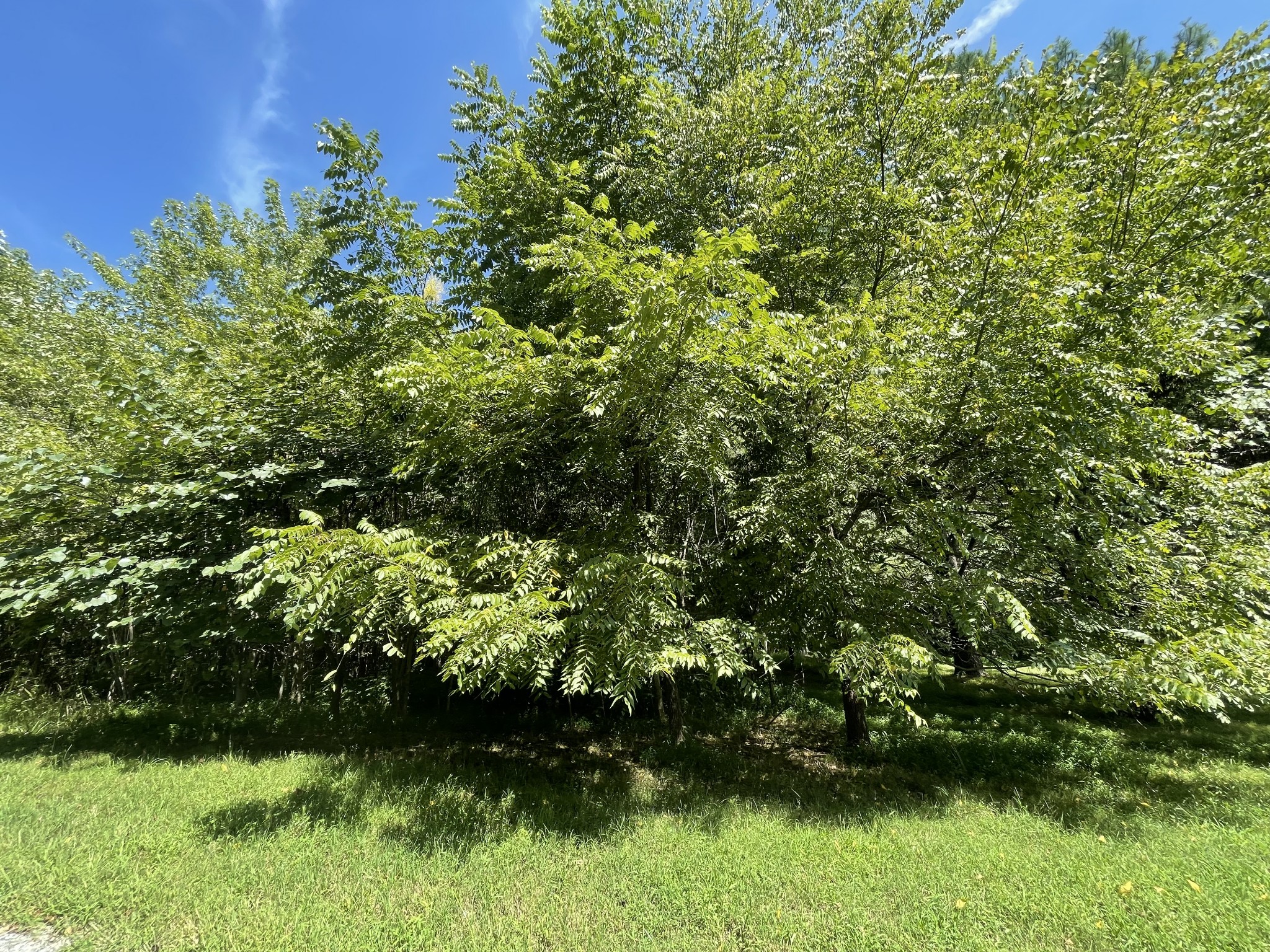 0 West Road Springfield, TN 37172 - Photo 4 of 6