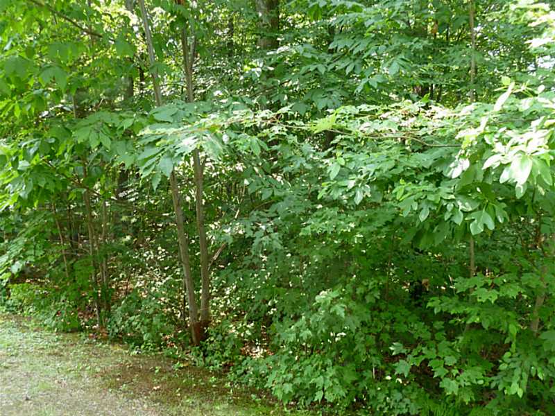 9 Intervale Road, Unit 9 Smithfield, RI 02917 - Photo 10 of 15 Land.