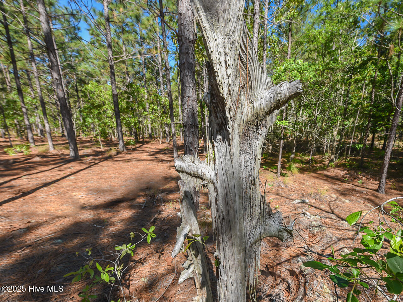 224 Foxfire Road Aberdeen, NC 28315 - Photo 4 of 18 Exterior - lighter tree - OK