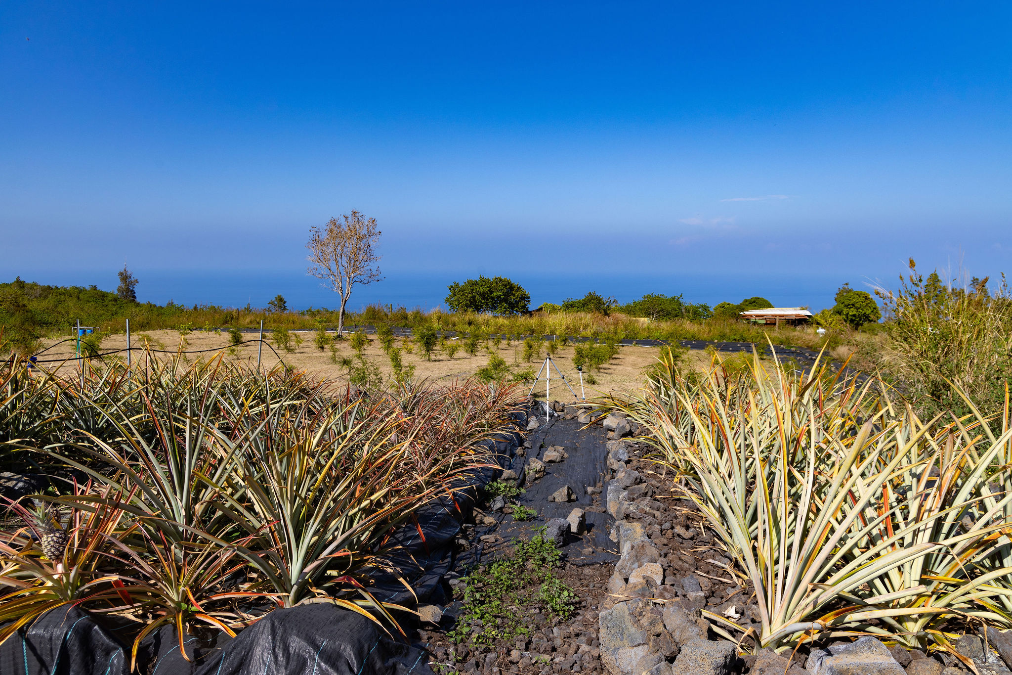 a view of a ocean with a building in the background