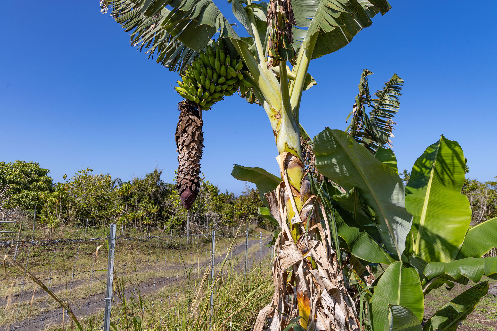 89-830 Lot 12 Pohulai Road Captain Cook, HI 96704 - Photo 11 of 21 a plant that is sitting in front of a house