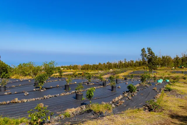 an aerial view of a city with lots of residential buildings ocean and mountain view in back
