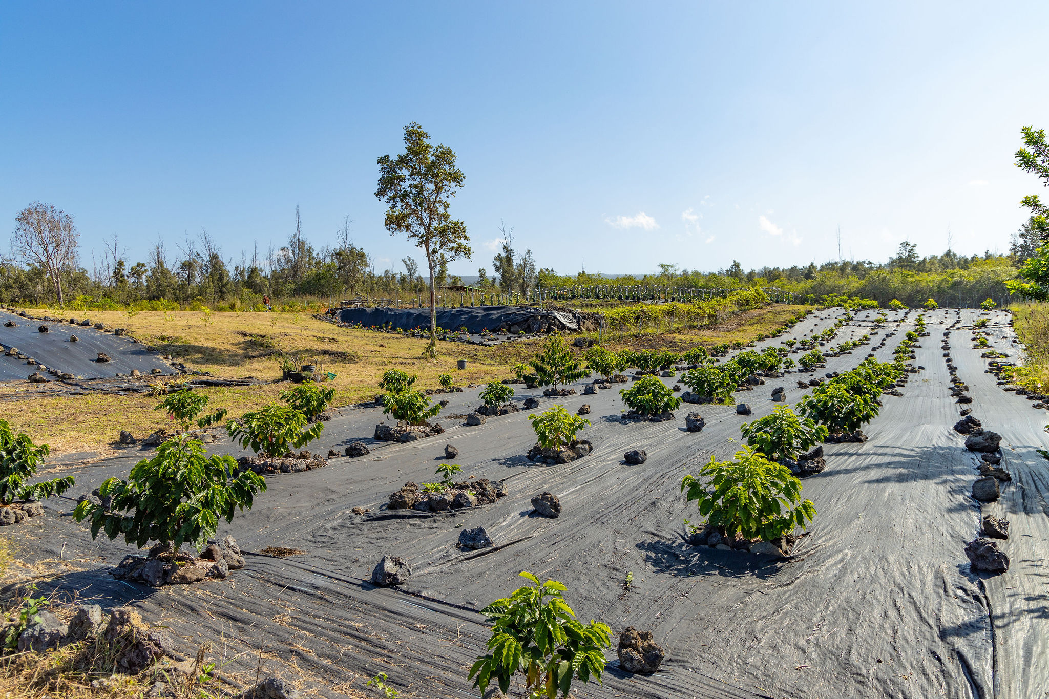 89-830 Lot 12 Pohulai Road Captain Cook, HI 96704 - Photo 16 of 21