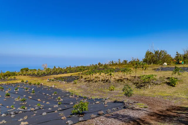 a view of a garden with plants