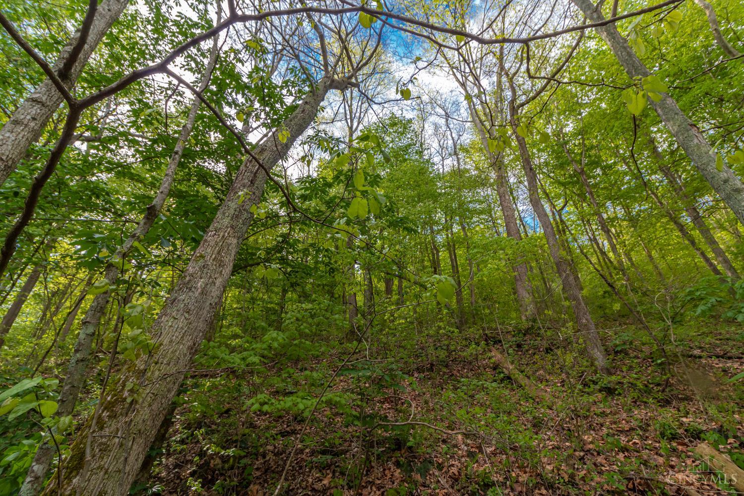 2432 Johnson Run Road Stout, OH 45684 - Photo 15 of 57 Gallery Image 15