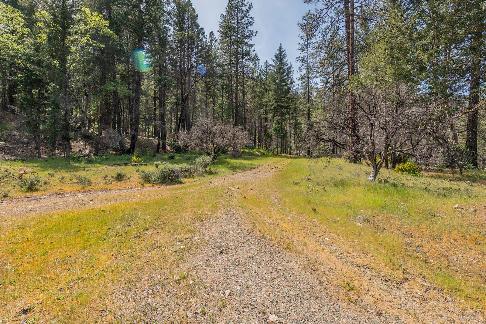 710 Dutch Creek Road Junction City, CA 96048 - Photo 7 of 38 a view of a yard with trees