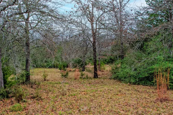 a view of a forest filled with trees