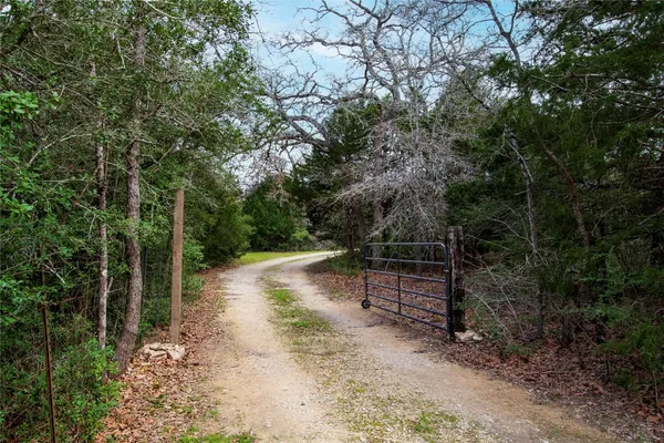 a view of a forest with trees and plants