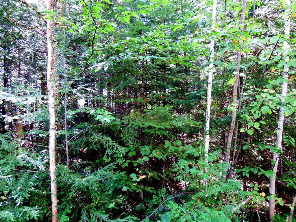 Lot 17 Haney Road Danforth, ME 04424 - Photo 3 of 21 Photo