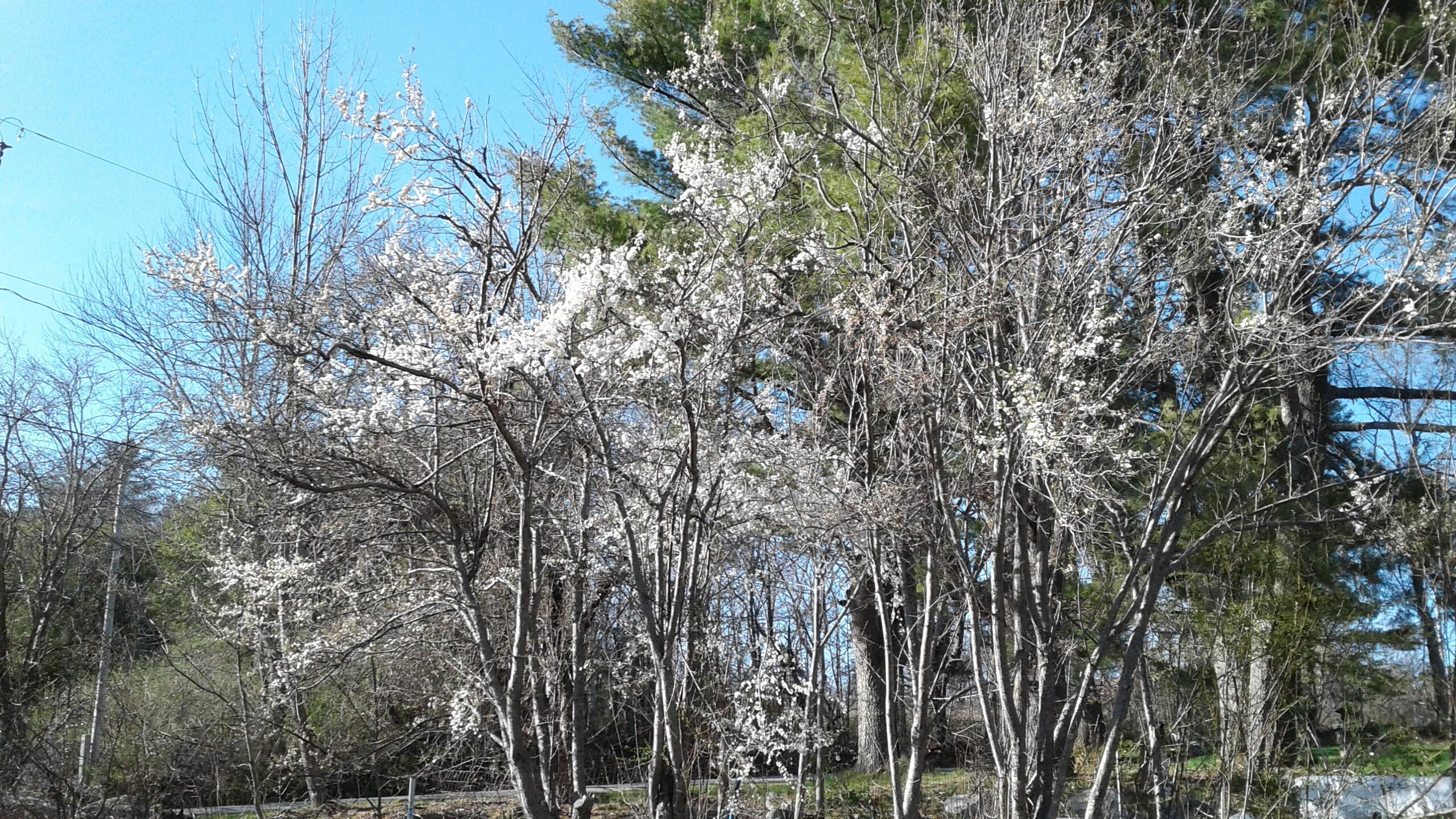 142 Fitch Road Washington, ME 04574 - Photo 30 of 36 Seasonal Exterior