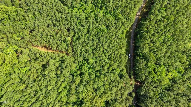 a view of a lush green forest