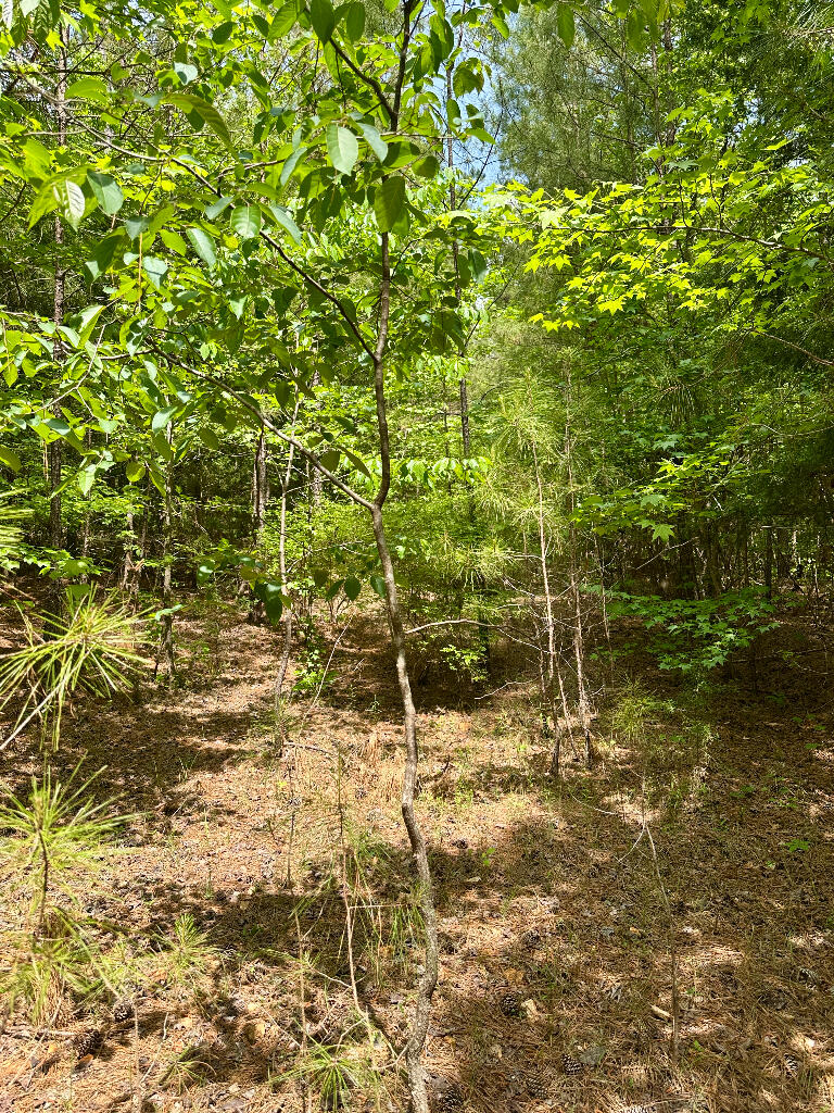 248 Walker Road Edgefield, SC 29824 - Photo 22 of 40 21