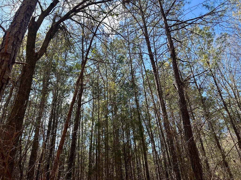 248 Walker Road Edgefield, SC 29824 - Photo 24 of 40 23