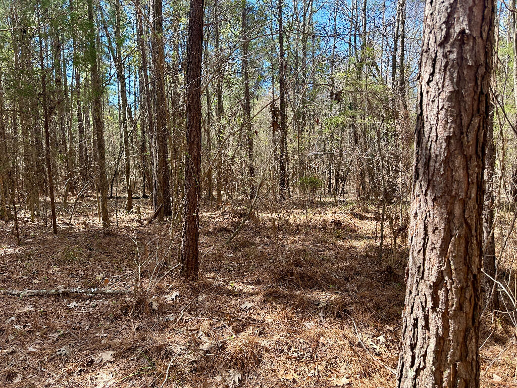 248 Walker Road Edgefield, SC 29824 - Photo 27 of 40 26