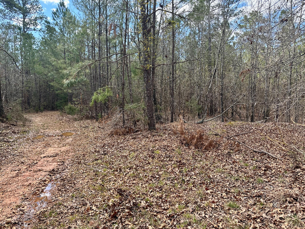 248 Walker Road Edgefield, SC 29824 - Photo 34 of 40 33