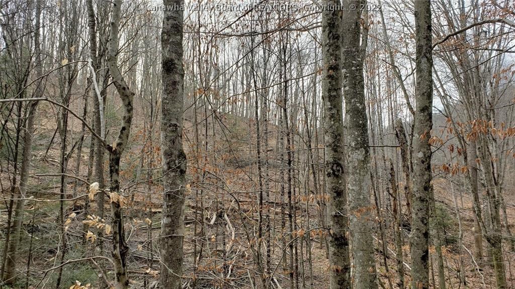 0 Surveyor Creek Road Lester, WV 25865 - Photo 18 of 22 Gallery Image 18