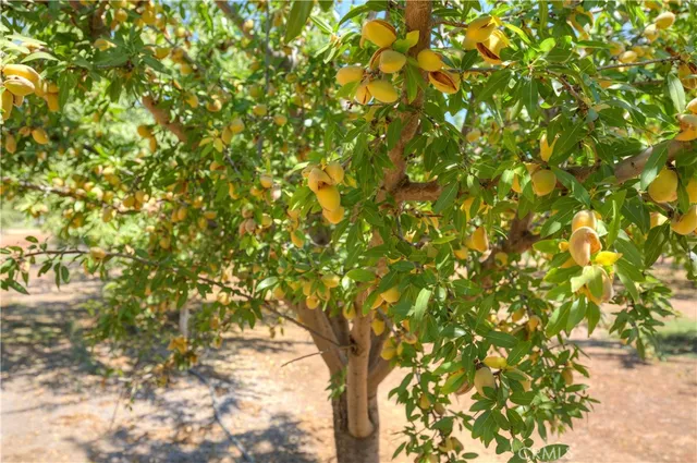 $1,585,000 | 10197 Lott Road, Durham, CA 95938