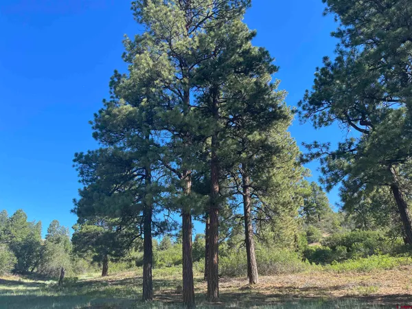 a picture of tree