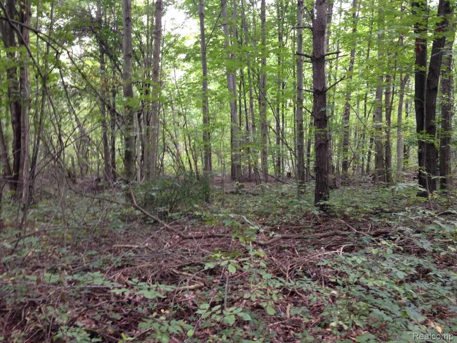 3234 Phillips Road Kingston, MI 48741 - Photo 9 of 17 woods.jpeg