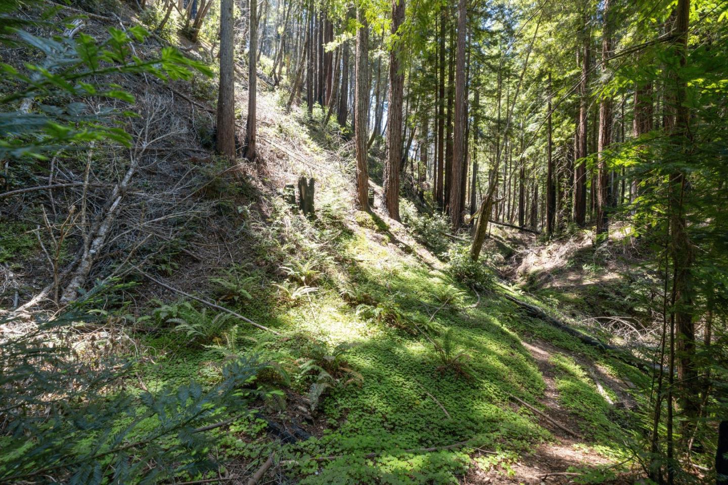 Lot 17 Branson Ranch Boulder Creek, CA 95006 - Photo 16 of 45 a view of forest