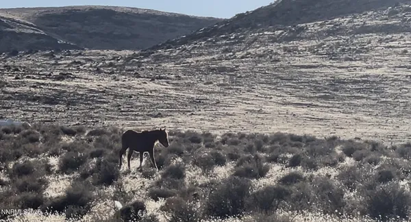 a view of outdoor space and tree