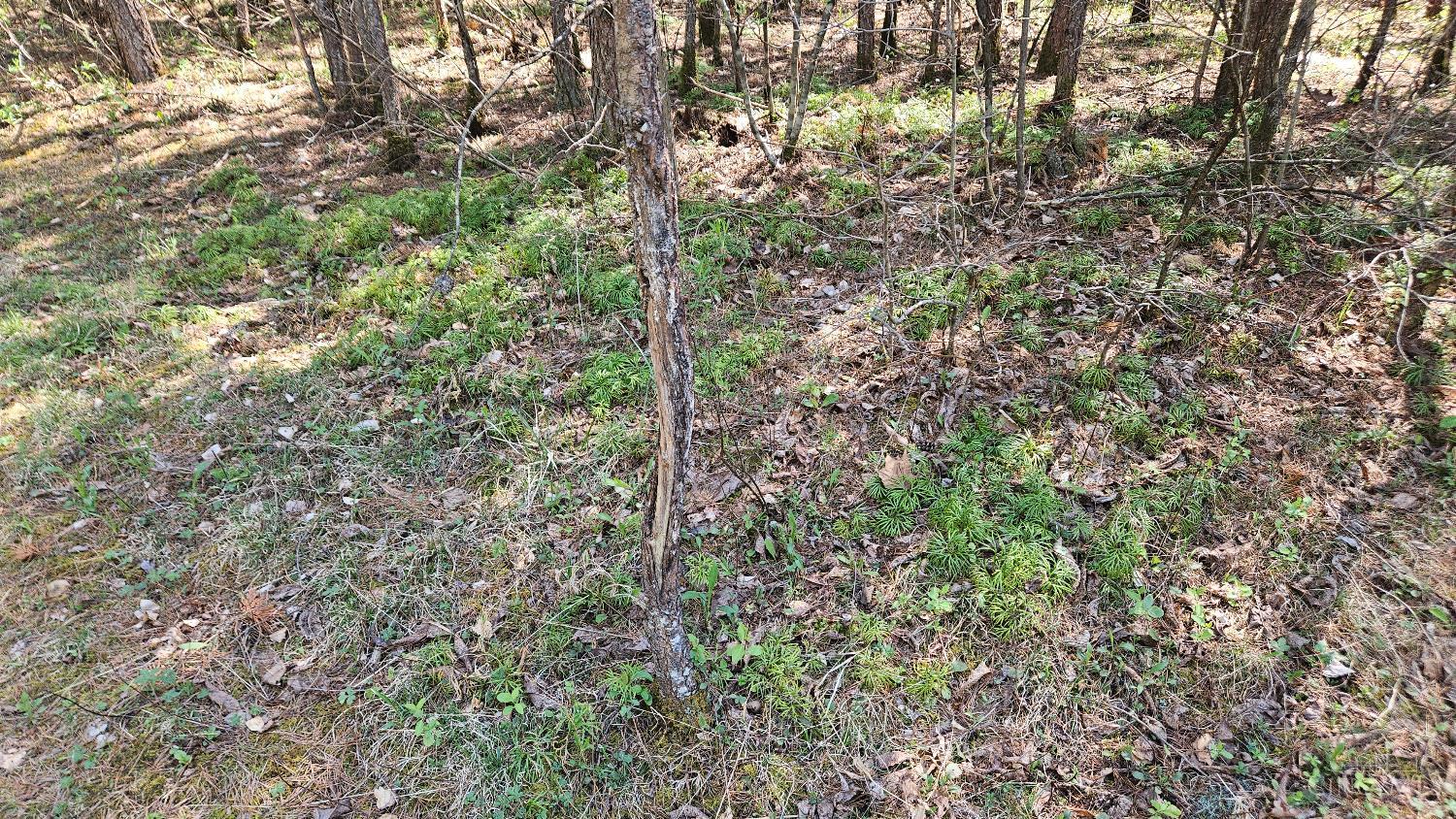 0 Spruce Hollow Road South Webster, OH 45682 - Photo 13 of 54