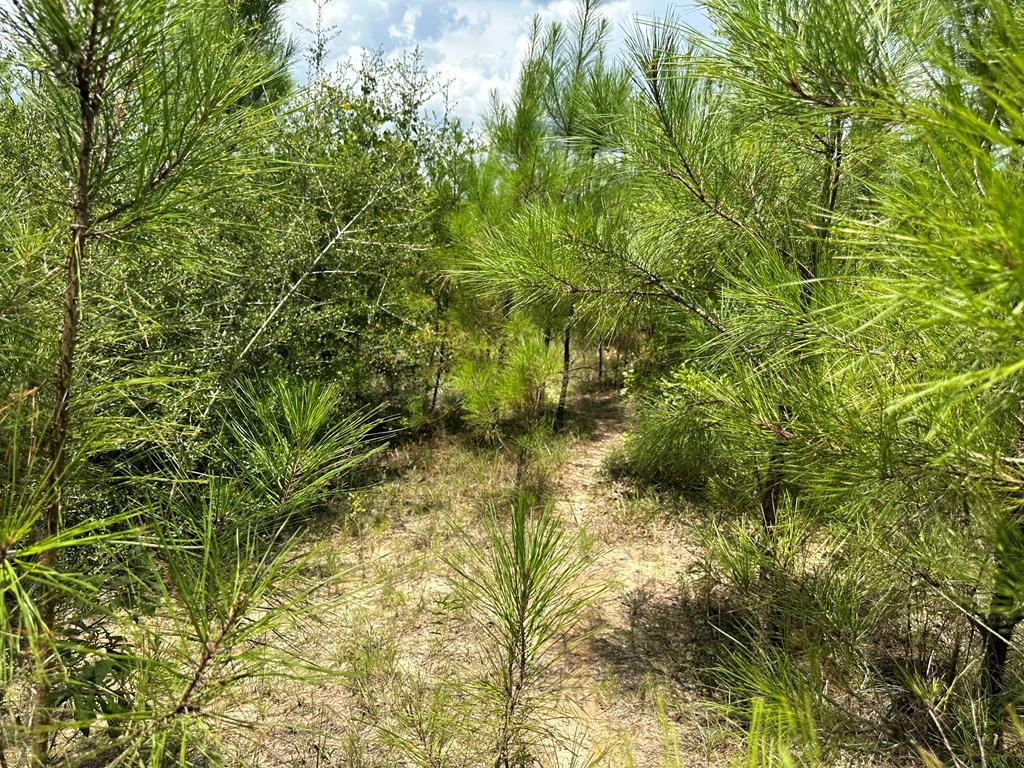 6-ac Old Elba Road Coffee Springs, AL 36318 - Photo 9 of 15