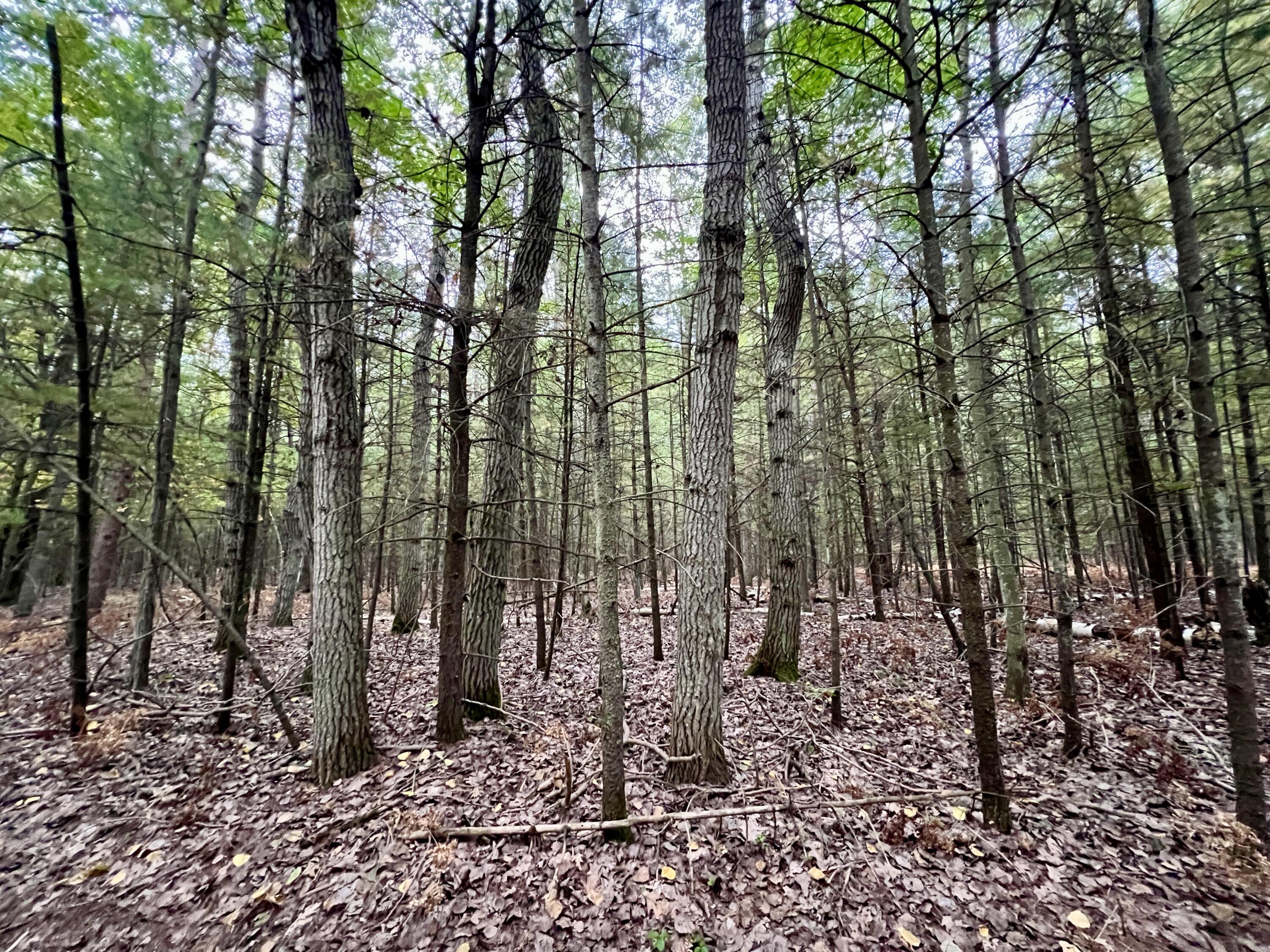 10650 Old Freesoil Road Manistee, MI 49660 - Photo 5 of 22 IMG_7456