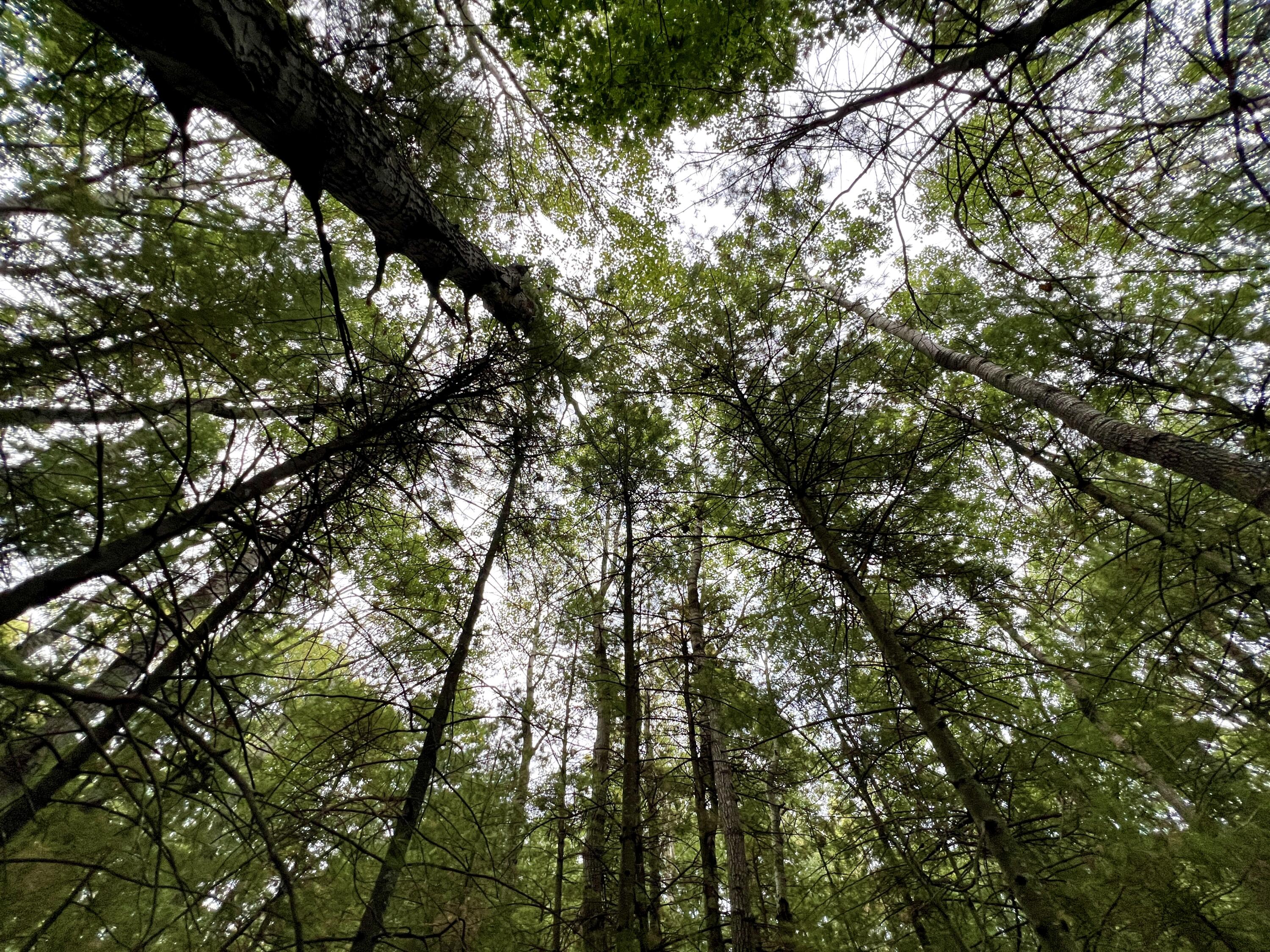 10650 Old Freesoil Road Manistee, MI 49660 - Photo 6 of 22 IMG_7453