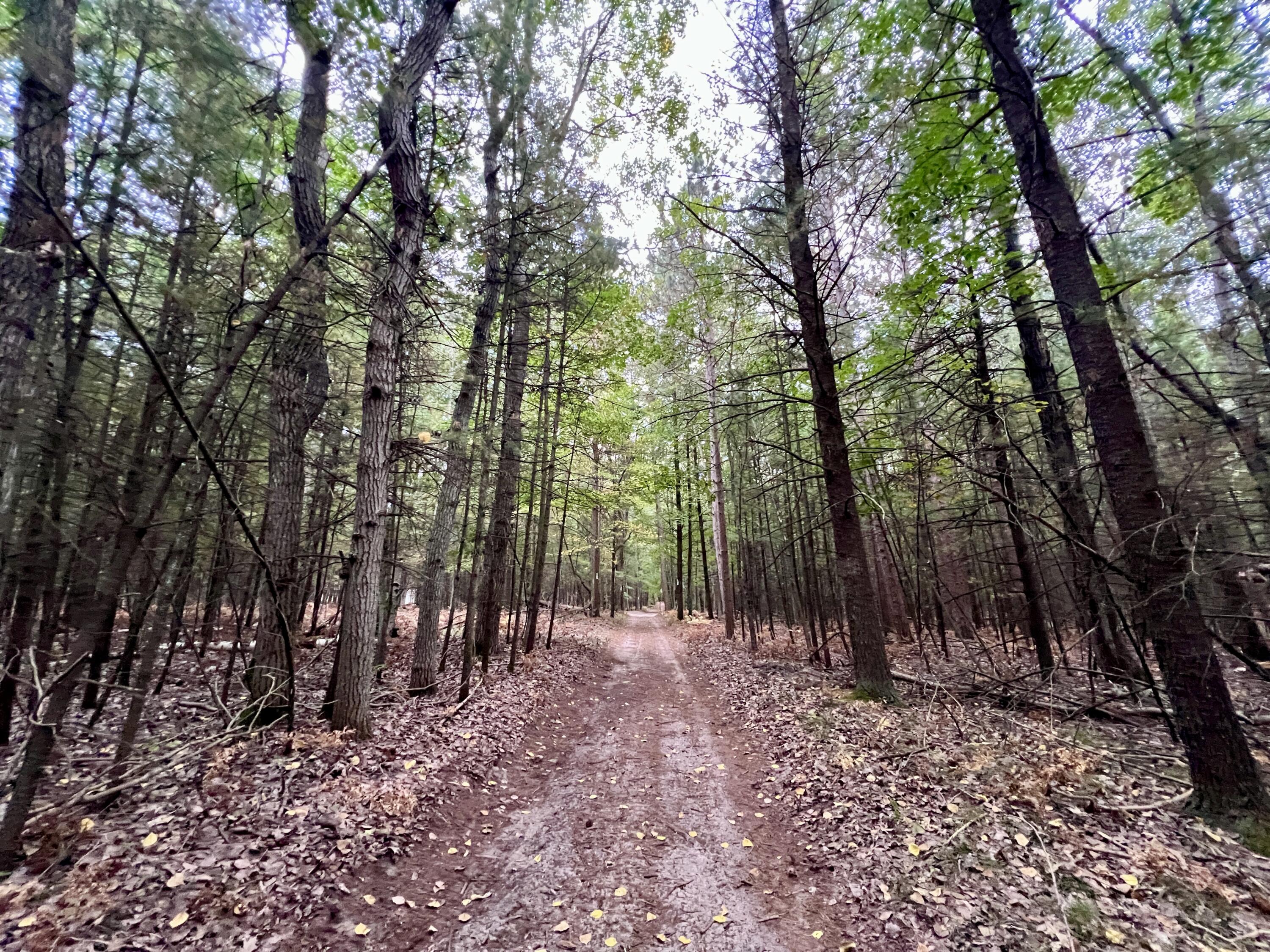 10650 Old Freesoil Road Manistee, MI 49660 - Photo 7 of 22 IMG_7454