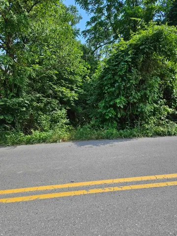a view of a big yard with plants and large trees