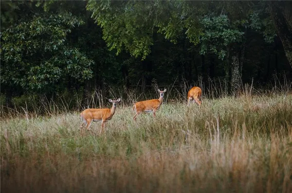 $1,292,000 | 0 Knobby Creek Road, Edwards, MO 65326