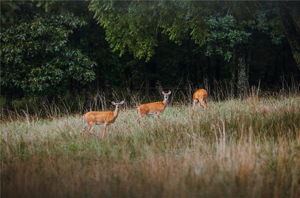 0 Knobby Creek Road Edwards, MO 65326 - Photo 19 of 63