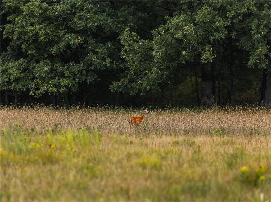 0 Knobby Creek Road Edwards, MO 65326 - Photo 38 of 63