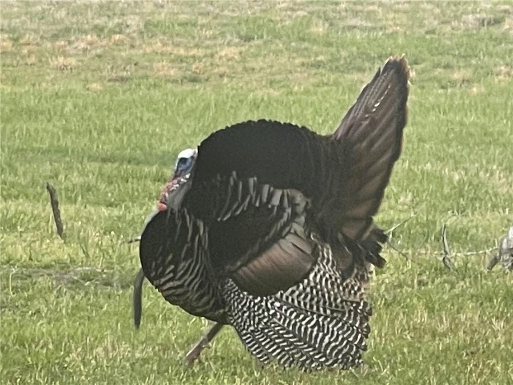 0 Knobby Creek Road Edwards, MO 65326 - Photo 46 of 63