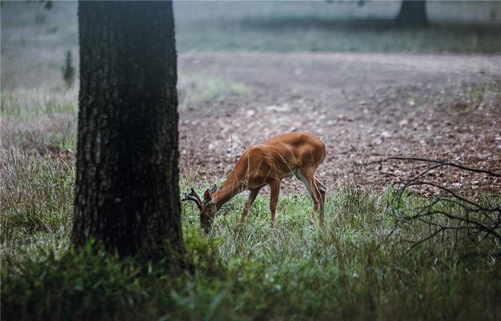 0 Knobby Creek Road Edwards, MO 65326 - Photo 47 of 63