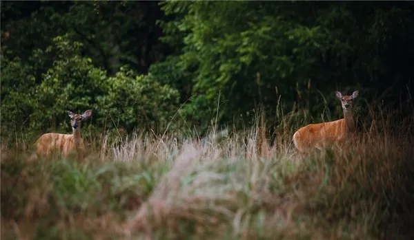 $1,292,000 | 0 Knobby Creek Road, Edwards, MO 65326