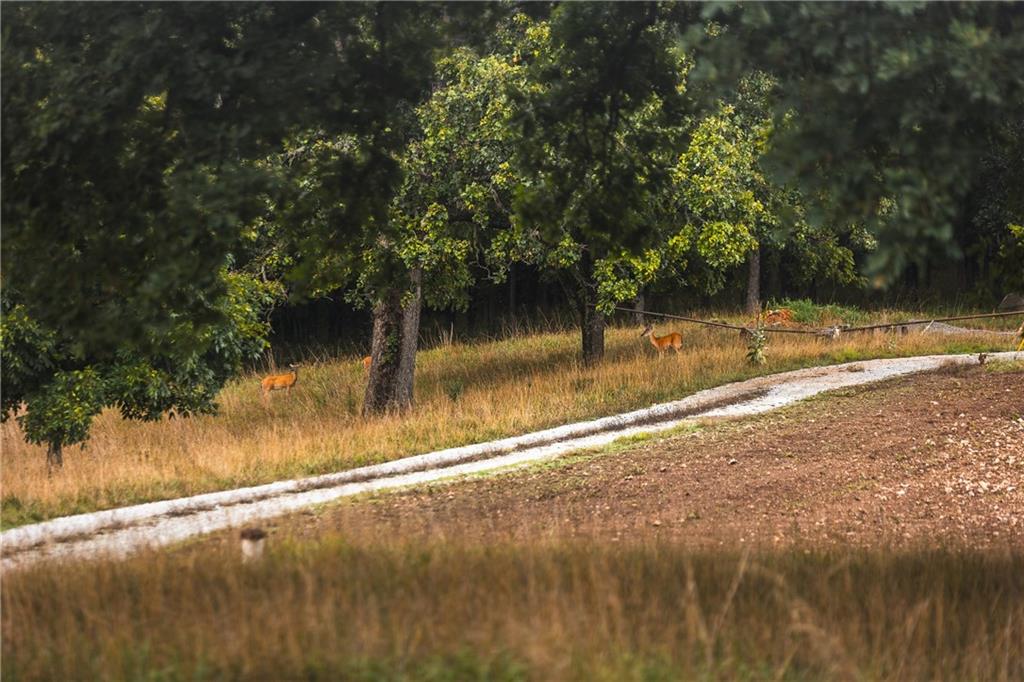 0 Knobby Creek Road Edwards, MO 65326 - Photo 49 of 63