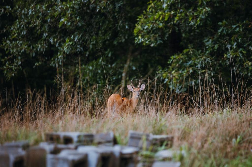 0 Knobby Creek Road Edwards, MO 65326 - Photo 50 of 63