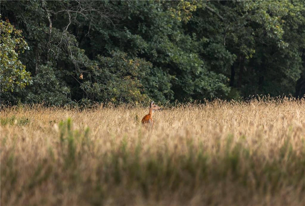 0 Knobby Creek Road Edwards, MO 65326 - Photo 58 of 63